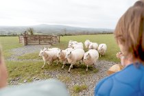 Glendalough & Wicklow Mountains Tour from Dublin