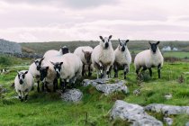 Glendalough & Wicklow Mountains Tour from Dublin